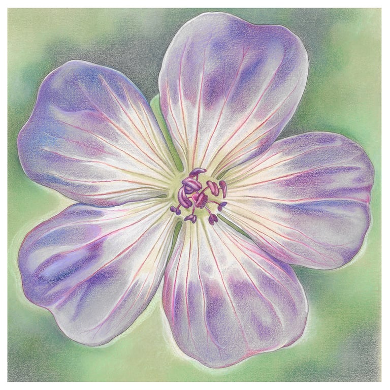 Geranium greeting card - Rozanne, purple flower, floral art card, thank you card