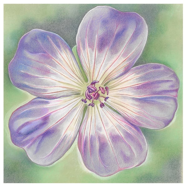 Rozanne Geranium greeting card - purple flower, Spring flower, floral art card