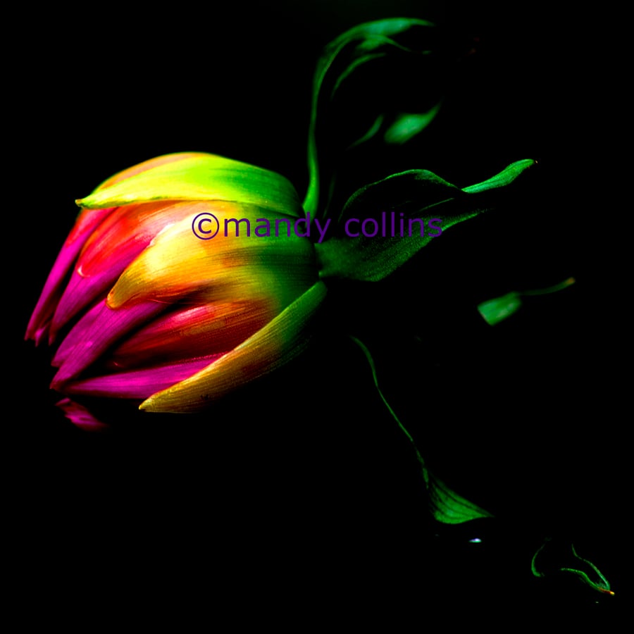 'Dahlia Bud on Black' - A4 Archival Matte Giclee print