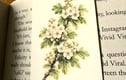 Hedgerow Collection