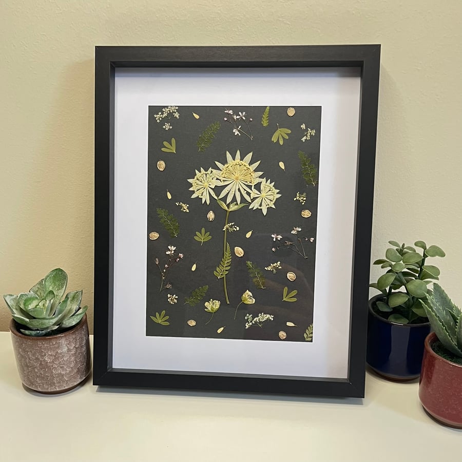 Framed Real Pressed Flowers, Astrantia Botanical Art