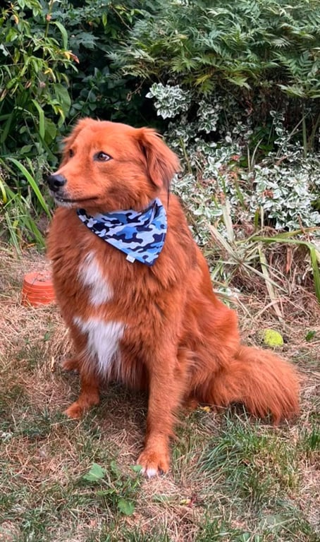 Blue Camo Cotton Dog Bandana Paws on Patrol Pet Accessory