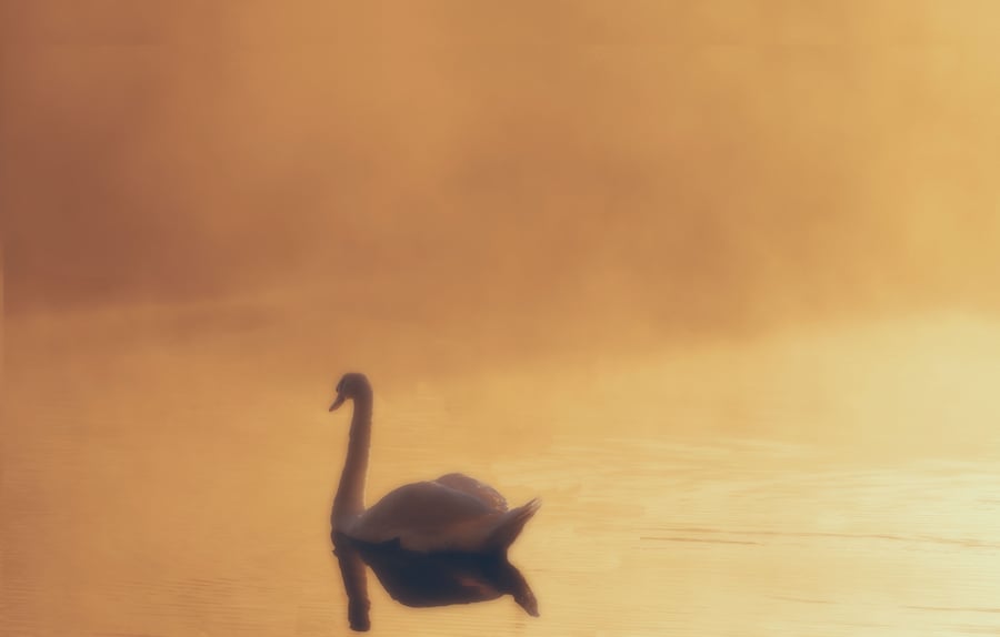 Swan Misty Morning Birthday Card