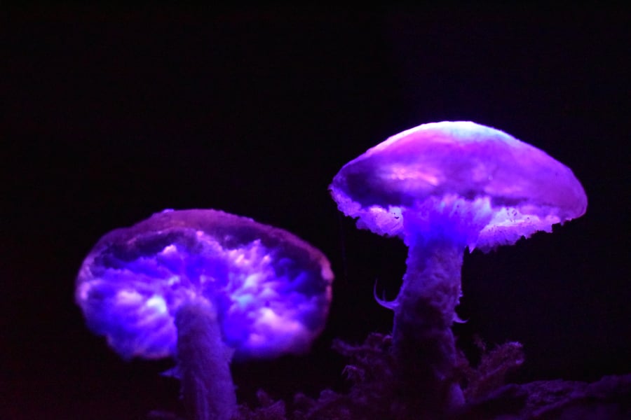 Mushroom light-lamp - 2 Purple Nebula Mushroom light sculpture