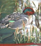 A Duck (Teal) standing by waters edge cushion - Image 2