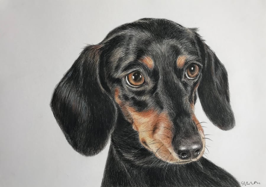 Dachshund sausage dog portrait drawing, original art