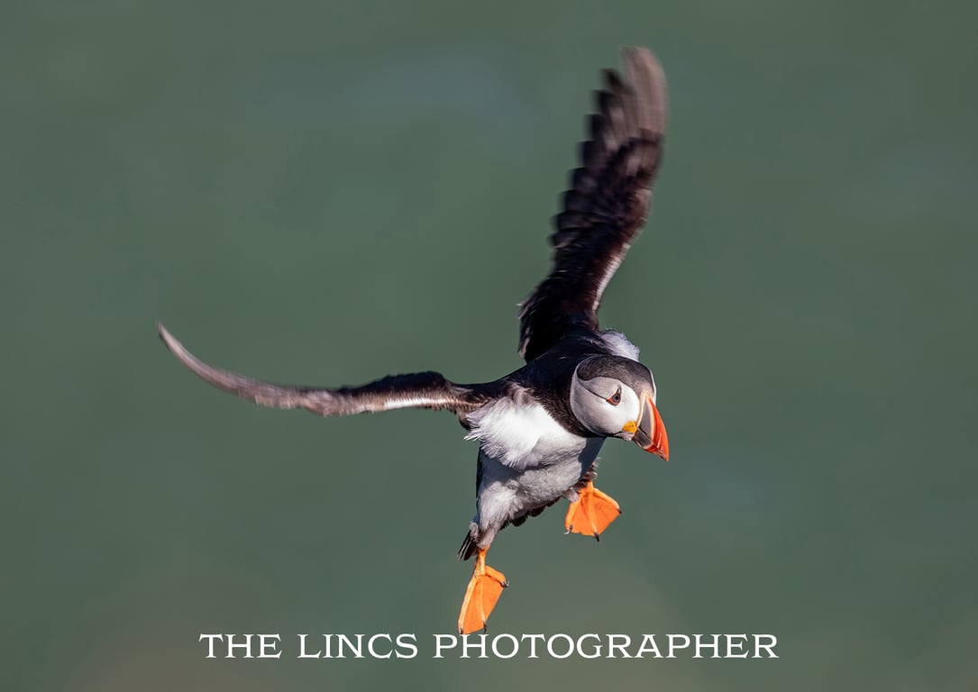 Puffin print (Limited edition of 10)