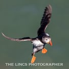 Puffin print (Limited edition of 10)