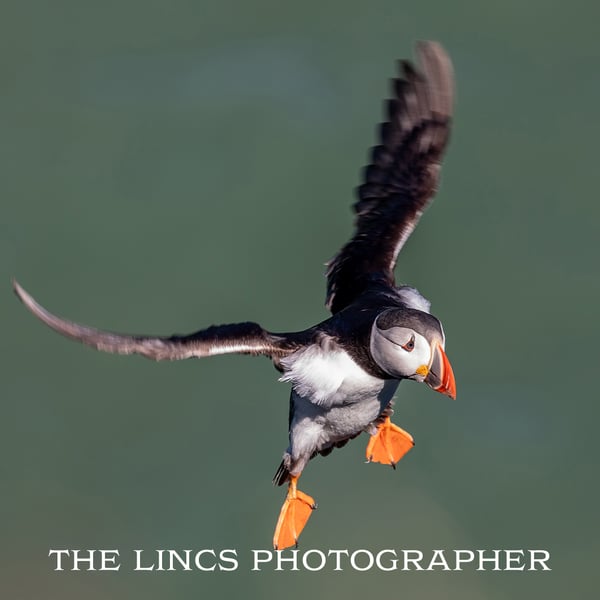 Puffin print (Limited edition of 10)