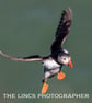 Puffin print (Limited edition of 10)
