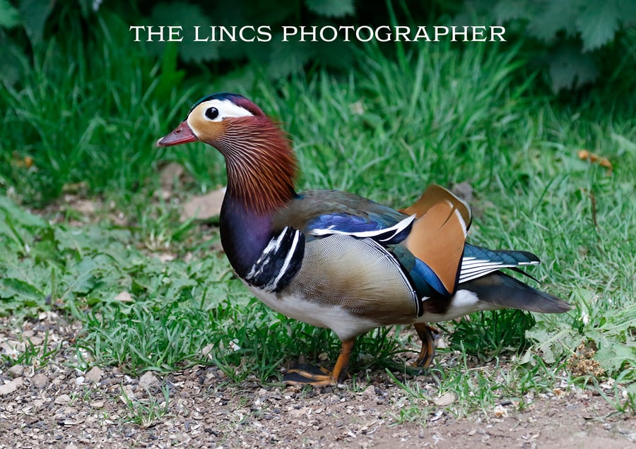 Mandarin Duck print (Limited edition of 10)