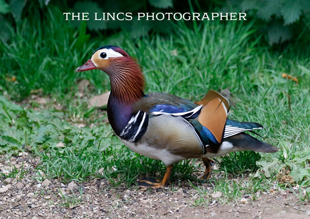Mandarin Duck print (Limited edition of 10)