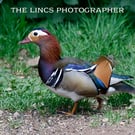 Mandarin Duck print (Limited edition of 10)