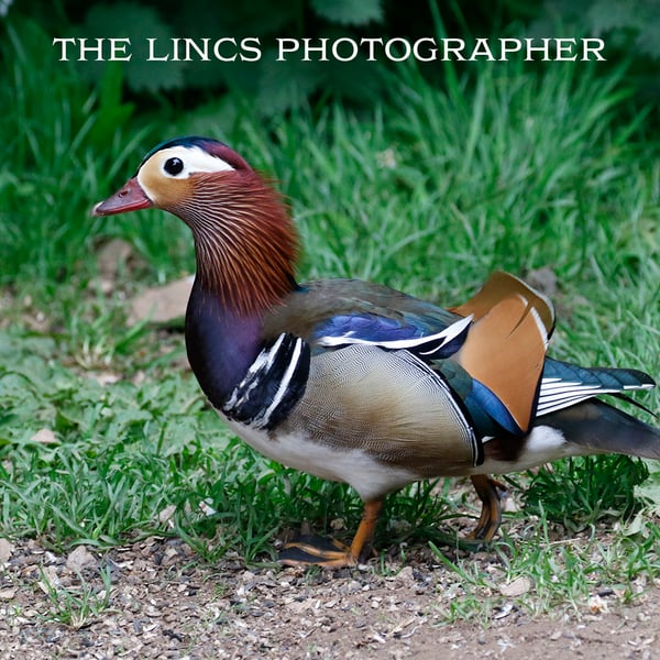 Mandarin Duck print (Limited edition of 10)