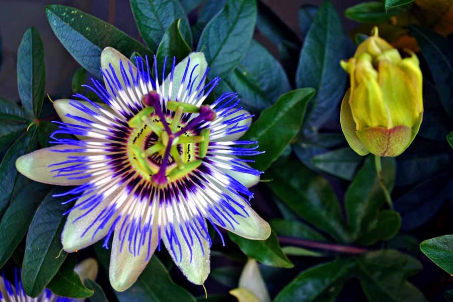 Passion Flower Summer Flowering Plant Photograph Print