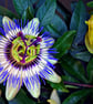 Passion Flower Summer Flowering Plant Photograph Print - Image 1