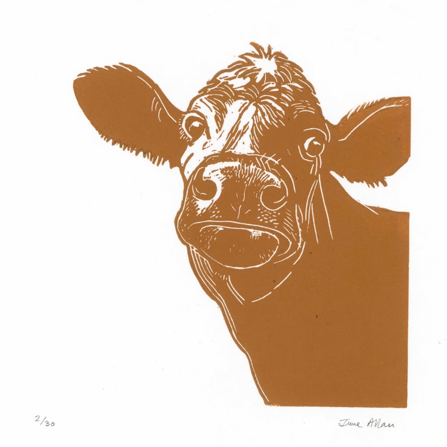 A curious cow lino print with mount