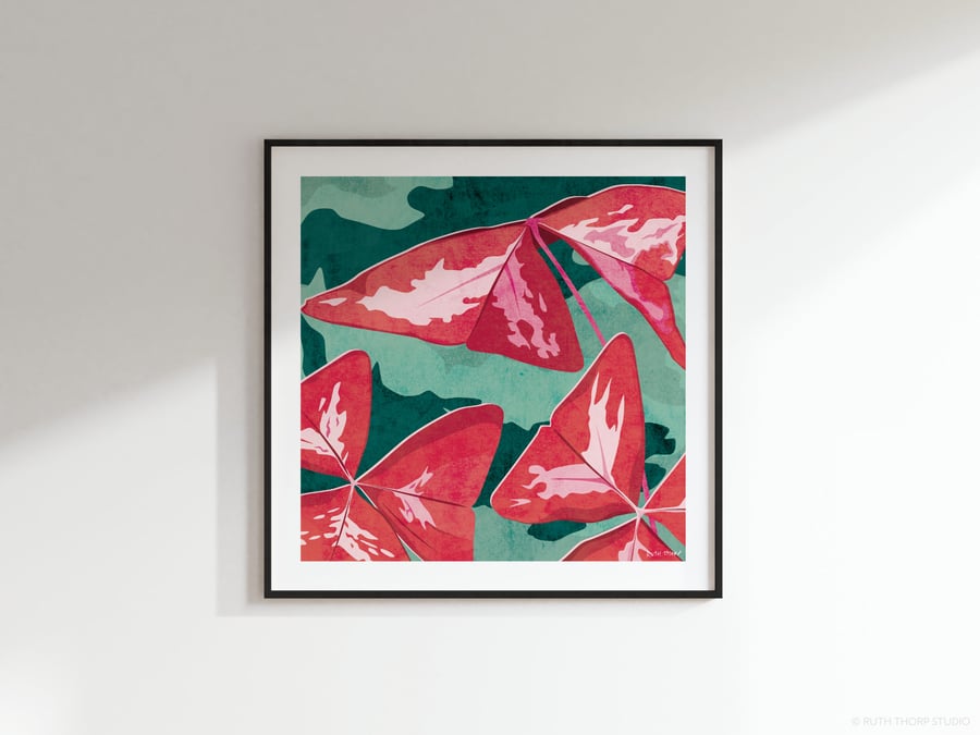False Shamrock Oxalis triangularis Botanical Square Art Print