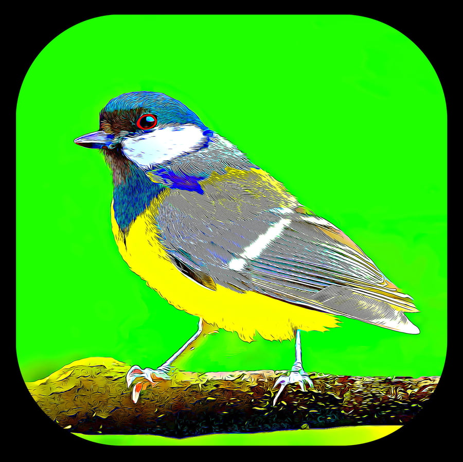 Great Tit Coaster; High Gloss Finish; Wonderful Colours, Ideal Christmas Gift