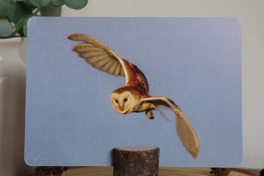 Barn Owl Photograph A6 Postcard 