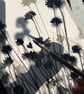 Botanical art, Chive Flowers, shadow painting, original, handmade, signed - Image 2