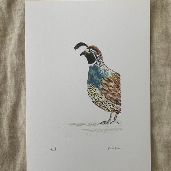Quail A4 Eco-Friendly Art Print