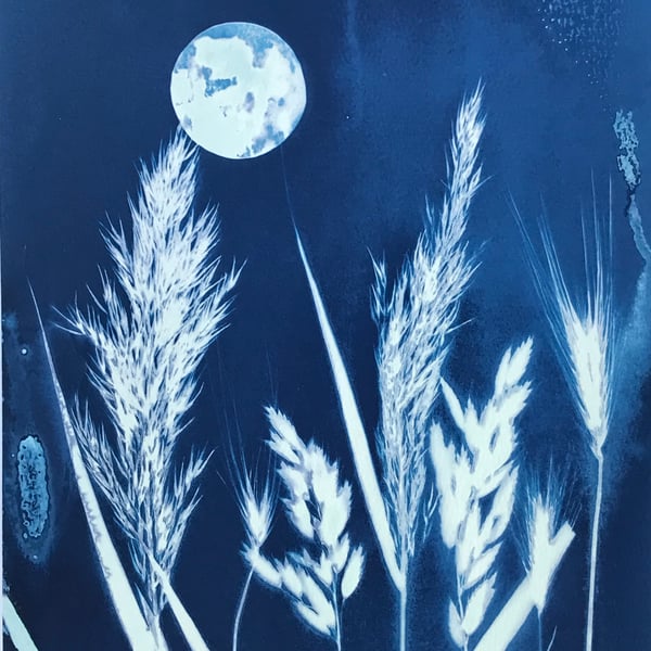Sunila - Botanical Cyanotype Art of Moonlit Grasses.