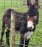 Felt Donkey Gift for an Animal Lover - Image 5