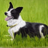 Pet Portraits etc