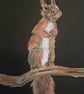 Scampi - A4 squirrel painting 