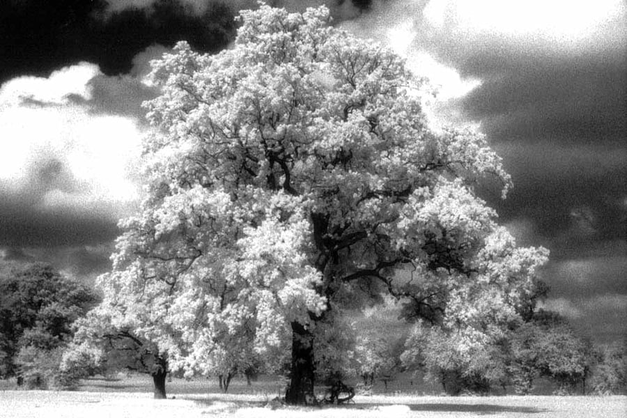Prospect Park Reading Berkshire England UK Photograph Print