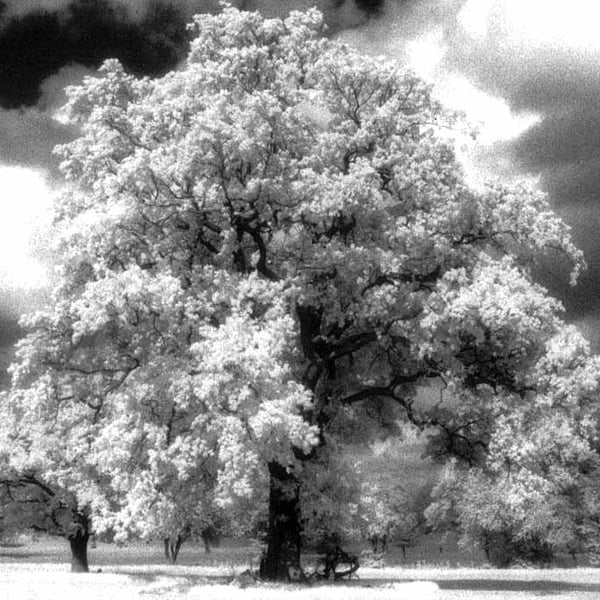 Prospect Park Reading Berkshire England UK Photograph Print