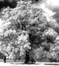 Prospect Park Reading Berkshire England UK Photograph Print