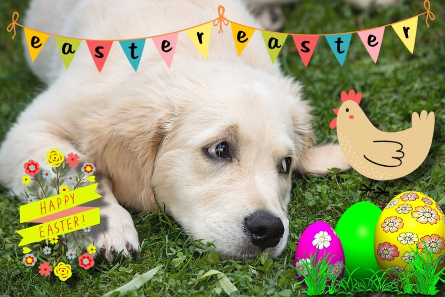 Labrador Puppy Easter Greeting Card A5 Size 