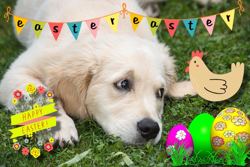 Labrador Puppy Easter Greeting Card A5 Size 