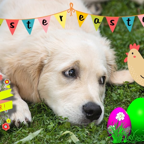 Labrador Puppy Easter Greeting Card A5 Size 