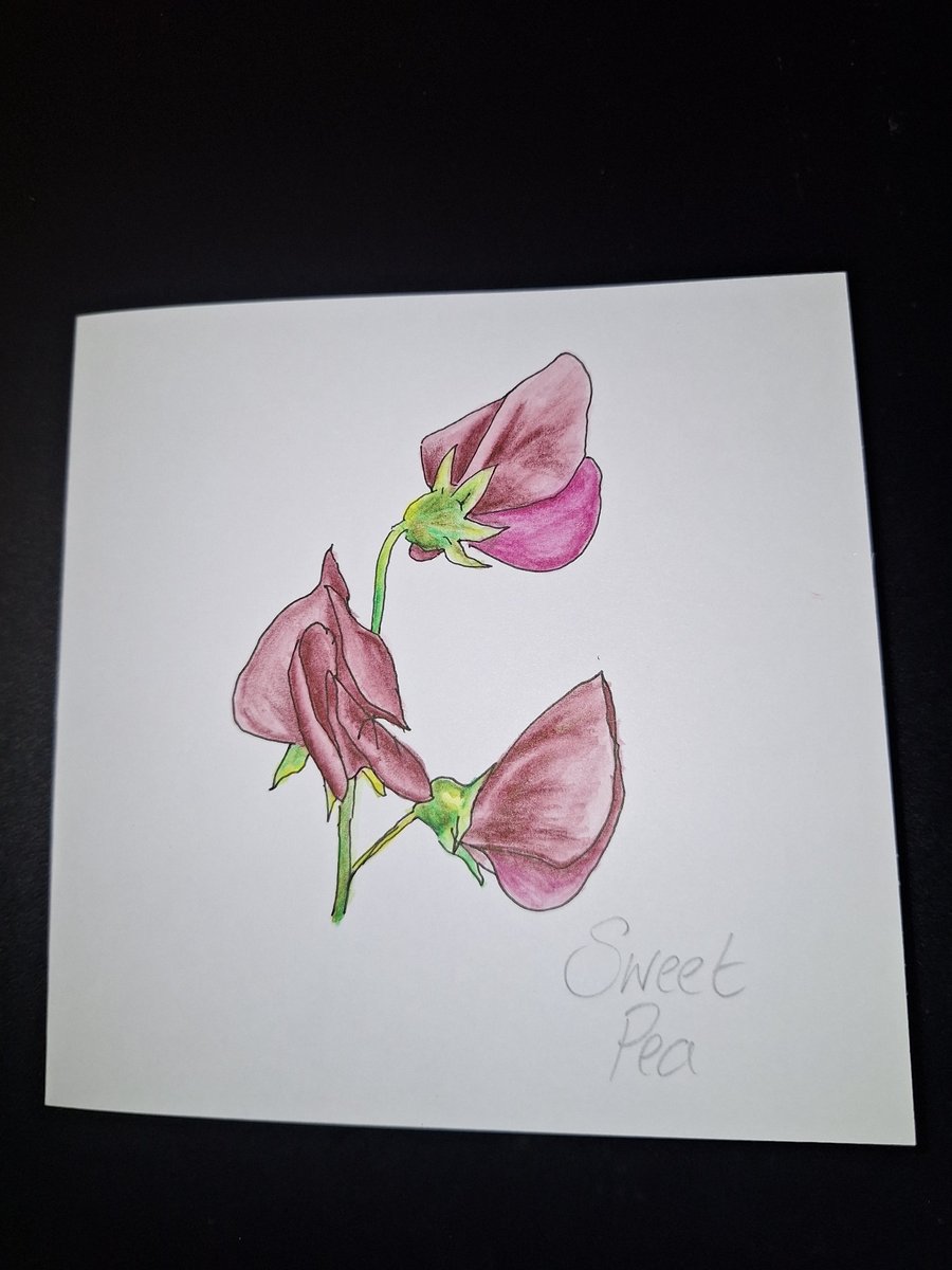 Original Handpainted Greetings Card- Sweet Pea