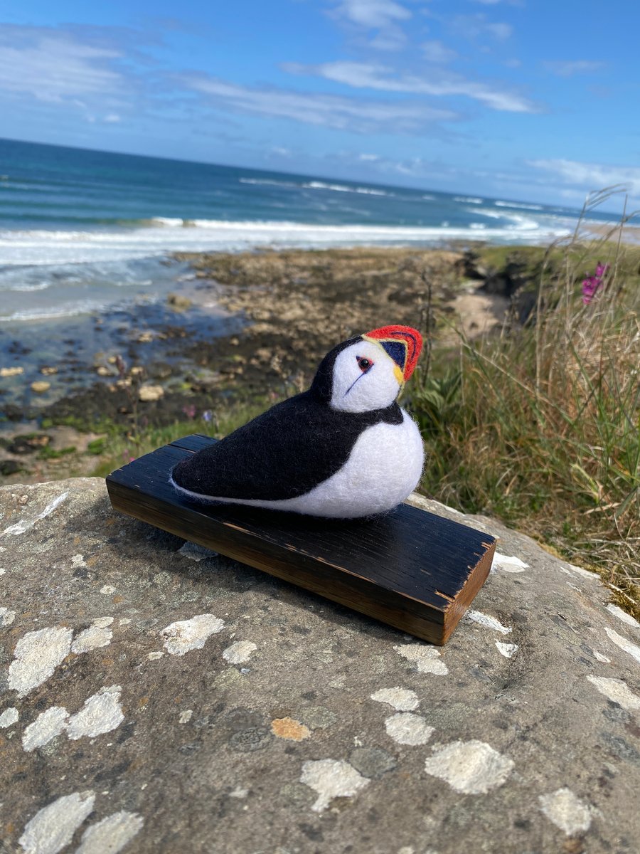Peggy - Sitting Puffin