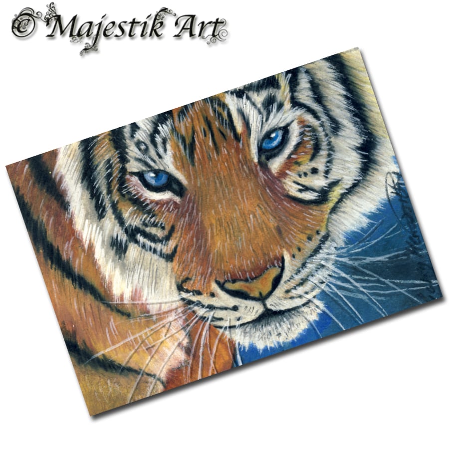 Archival ACEO Tiger Print 'Blue eyes' By V Kenworthy