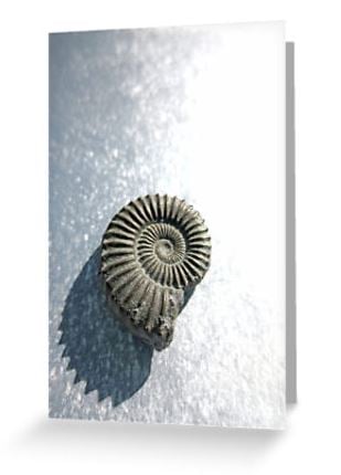 ammonite blank greeting card notelet notecard fossil spiral digital photograph