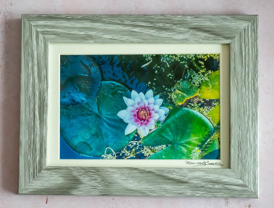 Water Lily in Pond Original Framed Photo.