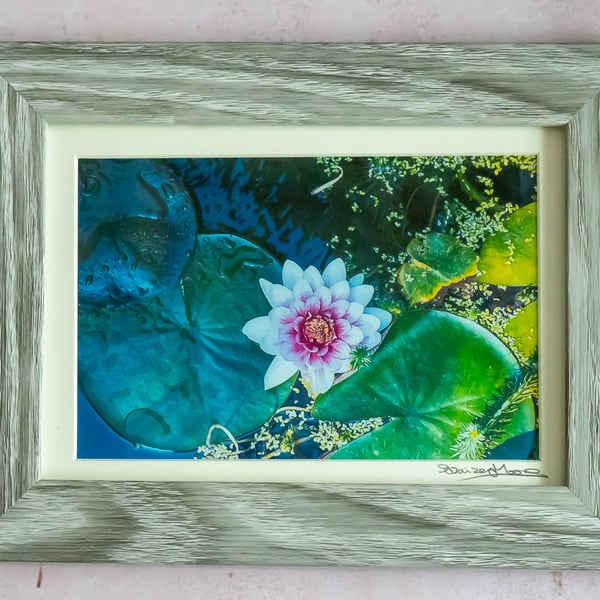 Water Lily in Pond Original Framed Photo.