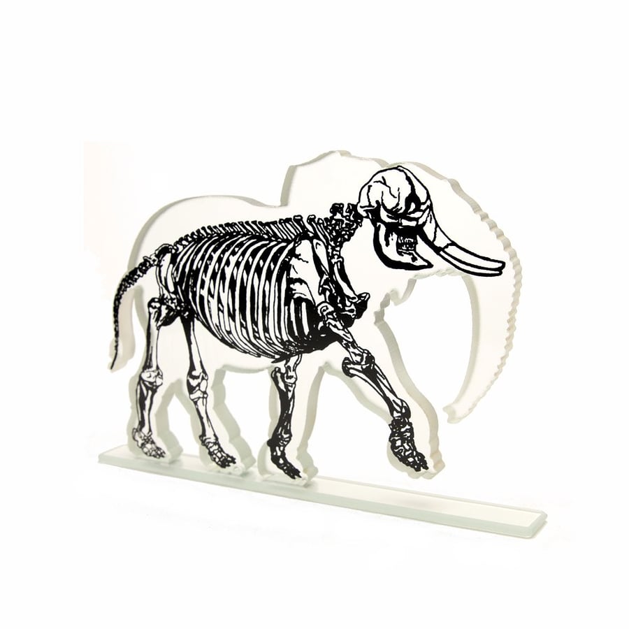 Elephant Skeleton Glass Sculpture with X-Ray Print