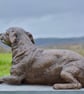 Lying Jack Russell Terrier Dog Statue Bronze Resin Garden Sculpture - Image 4