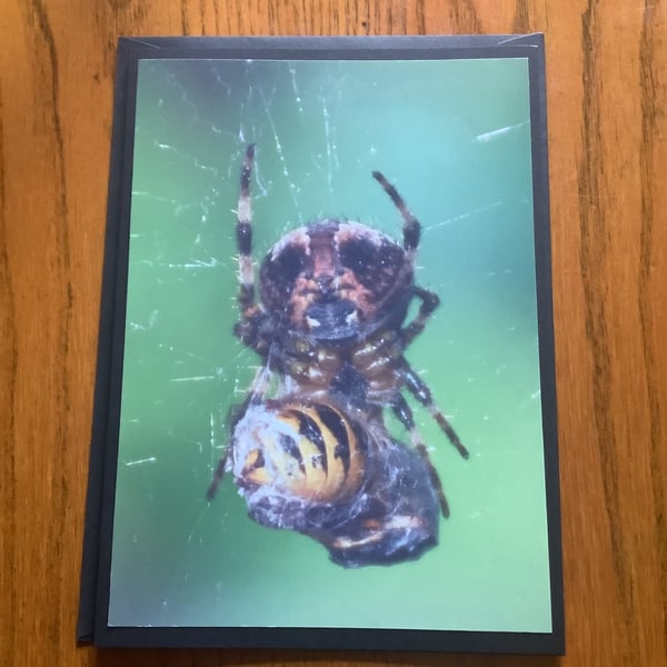 Handmade photo card of spider and wasp, 'In a bind'