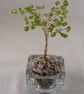 Peridot Gemstone Tree. - Image 3