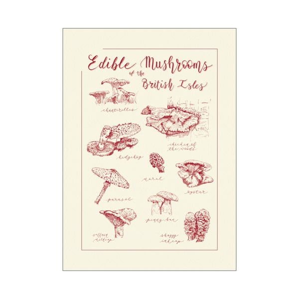 Edible Mushrooms of the British Isles Illustrated Eco-friendly Art Print (A4)