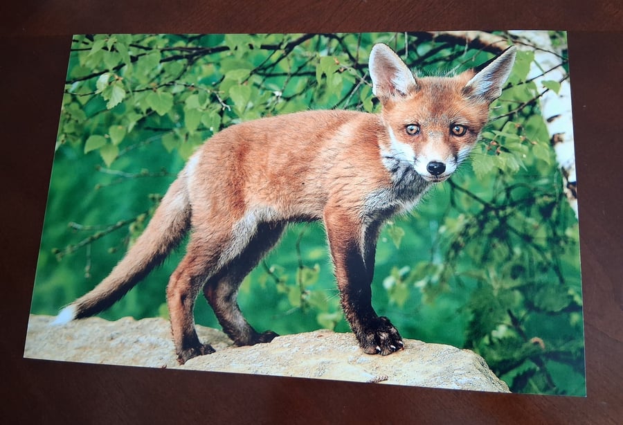 FOX CUB PHOTOGRAPH 
