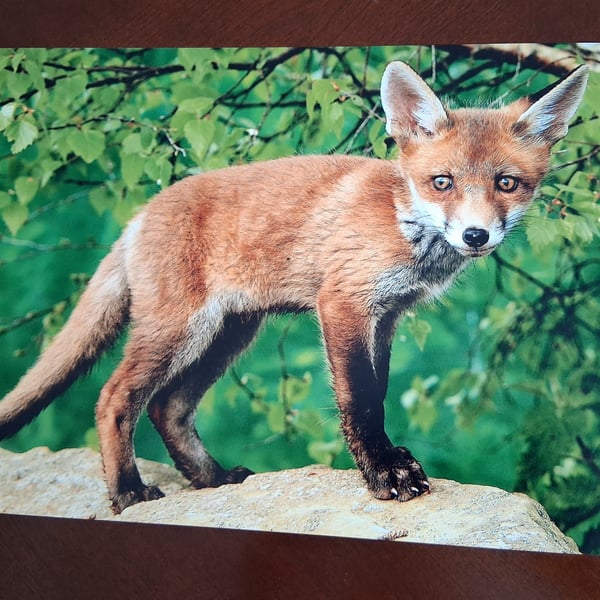 FOX CUB PHOTOGRAPH 