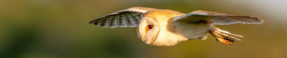 TheLincsPhotographer